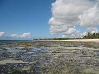  La barrière de corail à marée basse